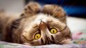 Animals cats upside down yellow eyes wallpaper