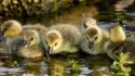 Animals chicks children goslings water wallpaper