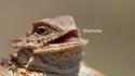 Arizona horned lizard tumblr hhhehehe wallpaper