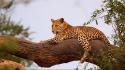 Botswana animals branches leopards wallpaper