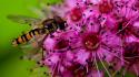 Close-up flowers insects nature pink wallpaper