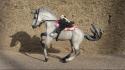 Digital art horses western white horse wallpaper