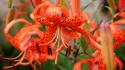 Flowers lilies nature orange spotted wallpaper