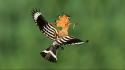 Hoopoe poland birds flight madagascar wallpaper