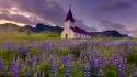 Iceland lupine chapel purple flowers wallpaper