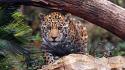 Jaguar leopards wallpaper