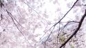 Japan sakura sakurazaki setsuna cherry blossoms wallpaper