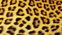 Leopard print textures wallpaper