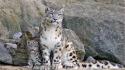 Animals baby leopards nature rocks wallpaper