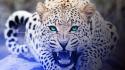 Animals leopards nature wildlife wallpaper