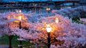 Bridges cherry blossoms cityscapes flowers lanterns wallpaper