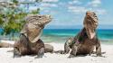 Cuba animals beaches iguana lizards wallpaper