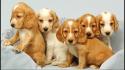 Dogs pets puppies wallpaper