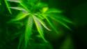 Drugs grass leaves marijuana photo manipulation wallpaper