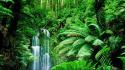 Forests green jungle landscapes rainforest wallpaper