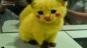 Pikachu youtube cats kittens pikacat wallpaper