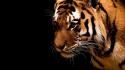 Animals tigers black background wallpaper