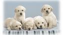 Cute puppies wallpaper