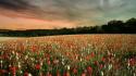 Landscapes flowers skyscapes wallpaper