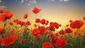 Nature flowers poppies wallpaper