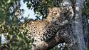 Nature trees animals leopards wallpaper