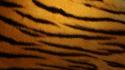 Tiger Skin wallpaper
