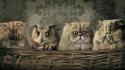 Animals baskets cats eyes family wallpaper