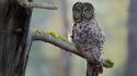 Animals birds owls trees wallpaper