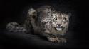 Animals black background feline snow leopards wallpaper