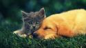 Animals cats dogs pets wallpaper