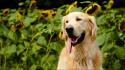 Animals dogs golden retriever nature sunflowers wallpaper
