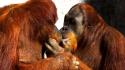 Animals kissing love monkeys orangutans wallpaper