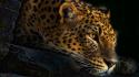 Animals leopards photo manipulation wildlife wallpaper