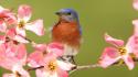 Dogwood animals birds bluebirds pink flowers wallpaper