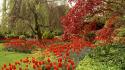 Vancouver parks red flowers tulips wallpaper