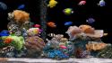 Animals aquarium coral nature saltwater fish wallpaper