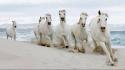 Animals beaches horses nature wallpaper