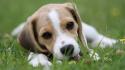 Animals beagle dogs outdoors pets wallpaper