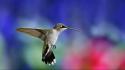 Animals birds blurred background hummingbirds nature wallpaper