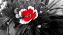 Black and white carnations flowers nature red wallpaper