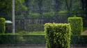 Bushes garden hedges rain streets wallpaper