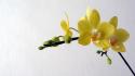 Flowers orchids white background yellow wallpaper