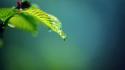 Gaussian blur leaves nature plants wallpaper