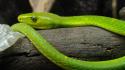 Mamba eastern green reptiles snakes wallpaper