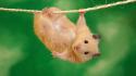 Animals funny hamsters ropes wallpaper