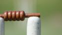 Cricket sports summer wicket wallpaper