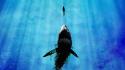 Digital art diver ocean predators sharks wallpaper