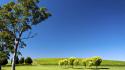 Hills landscapes nature south australia vineyard wallpaper