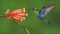 Ecuador birds flowers green hummingbirds wallpaper