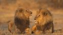African animals games lions wallpaper
